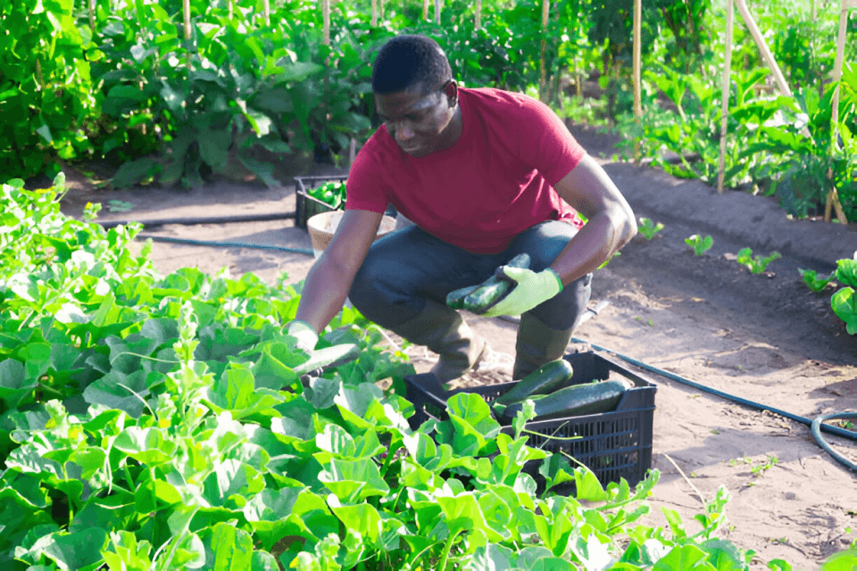 Funding opportunities for African agripreneurs