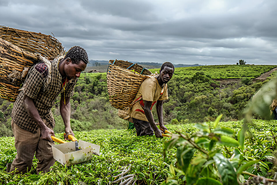 How to Build a Successful Agribusiness Team