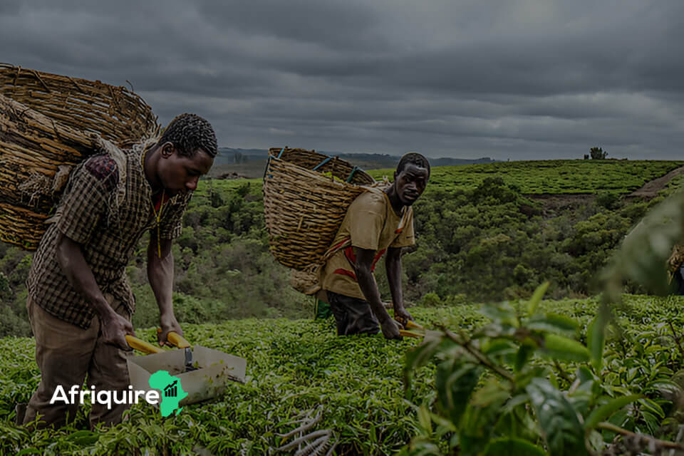 Successful Agribusiness Team