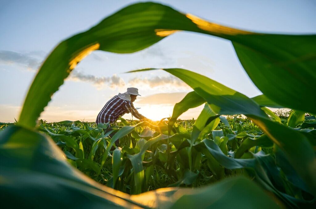 success stories of agripreneurship in Africa