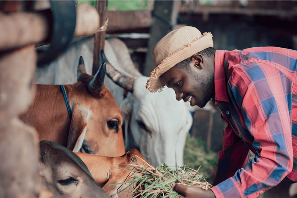 The Impact of Venture Capital on African Agripreneurs