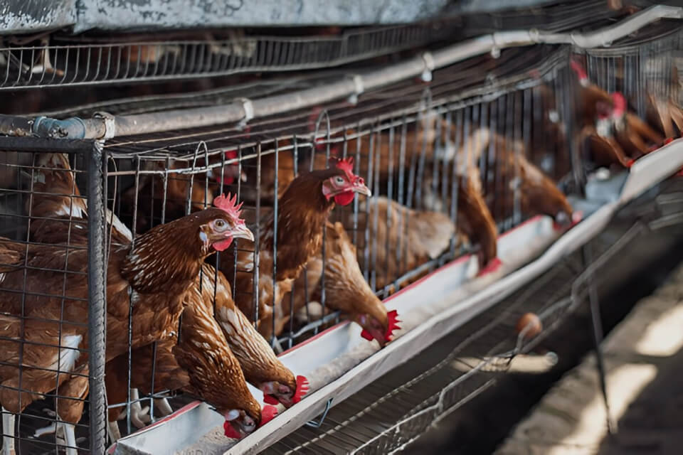 The impact of microfinance on African agribusinesses